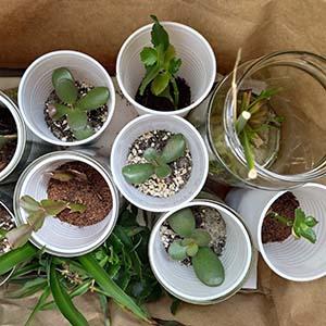 plant cuttings in plastic cups 