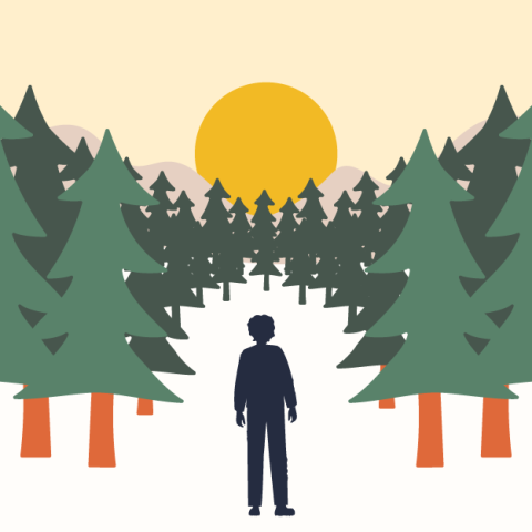 Person in the center of a forest of trees with the sun going down behind the trees